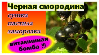 видео: 🔴Смородина🔴Варианты заготовки на зиму🔴Без сахара🔴Сохраняем все витамины🔴Вкусно и полезно🔴 картинка: 🔴Смородина🔴Варианты заготовки на зиму🔴Без сахара🔴Сохраняем все витамины🔴Вкусно и полезно🔴
