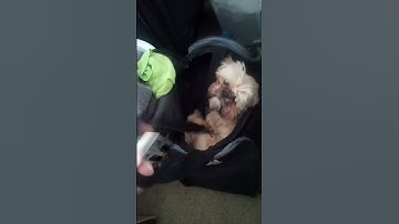 Shih Tzu| Ruby Taking a nap