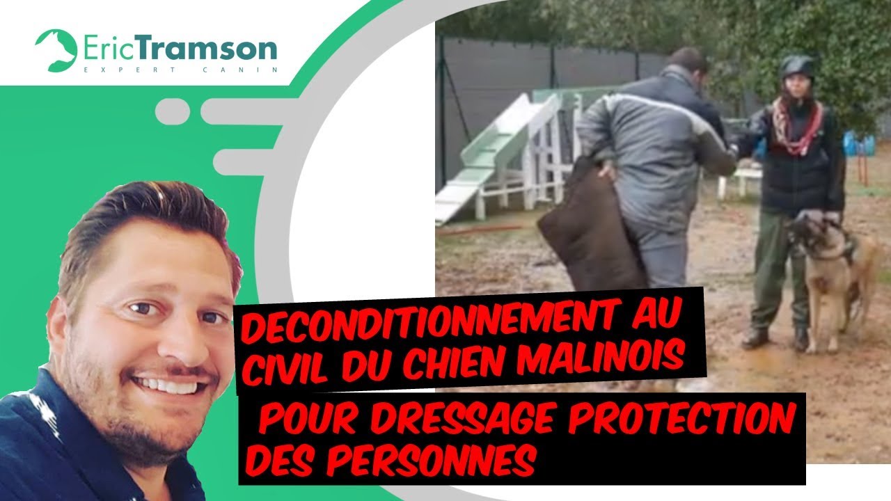 DECONDITIONNEMENT AU CIVIL DU CHIEN MALINOIS POUR DRESSAGE PROTECTION DES PERSONNES - YouTube