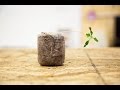 Tall, Spindly, "Leggy" Seedlings | Seedling Troubleshooting