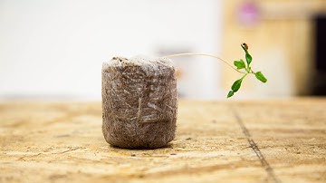 Tall, Spindly, "Leggy" Seedlings | Seedling Troubleshooting