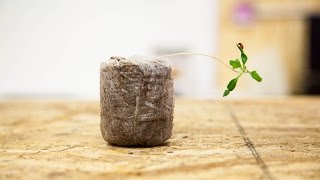 Tall, Spindly, Leggy Seedlings | Seedling Troubleshooting
Leggy seedlings can hurt crop yield by breaking easily and creating unappealing heads. There are 4 main reasons that seedlings get leggy. Read more: https://university.upstartfarmers.com/4-reasons-you-have-leggy-seedlings/
Timestamps/Whats Covered:
00:39 The four things that lead to leggy seedlings
01:03 Too little light
02:47 The wrong kind of light for seedlings
03:45 Ammoniacal nitrogen v. nitrate nitrogen
04:42 Competition for seedlings
05:52 Leggy seedlings are still useable
Don’t forget to like and subscribe to our channel and pop your questions in the comments below.
Connect with us:
Website: https://zipgrow.com
Facebook: https://www.facebook.com/ZipGrowTM/
Instagram: https://www.instagram.com/zipgrowinc
LinkedIn: https://www.linkedin.com/company/zipgrow-inc/
Learn:
UpStart University- https://university.upstartfarmers.com
Blog- https://zipgrow.com/zipblog/
Guides & Manuals: https://zipgrow.com/grow-guides/
Shop:
https://shop.zipgrow.com/
Music by: Scott Gratton
http://freemusicarchive.org/music/Sco... Tall, Spindly, Leggy Seedlings | Seedling Troubleshooting