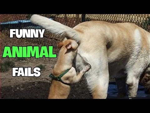 Funny Animal Fails 2016 || Best Fails Compilation By FailADD