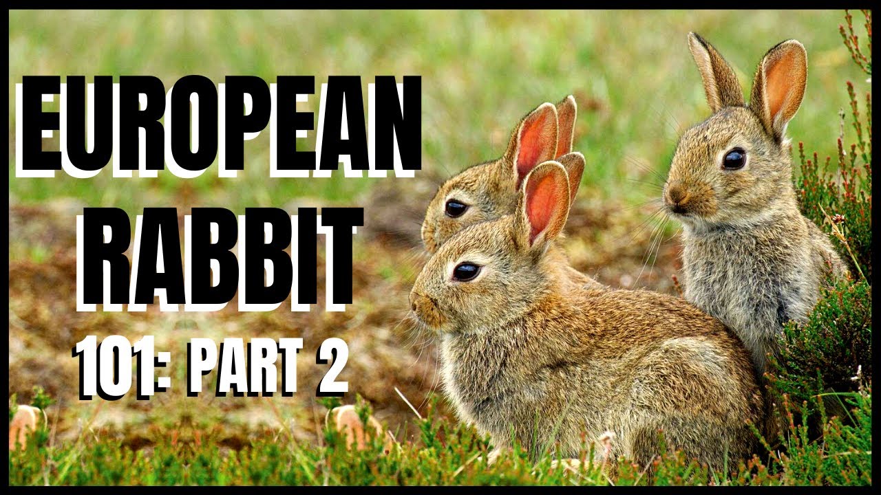European Rabbit 101: Part 2 - YouTube