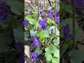 Фіалка запашна (Viola odorata) 🌺