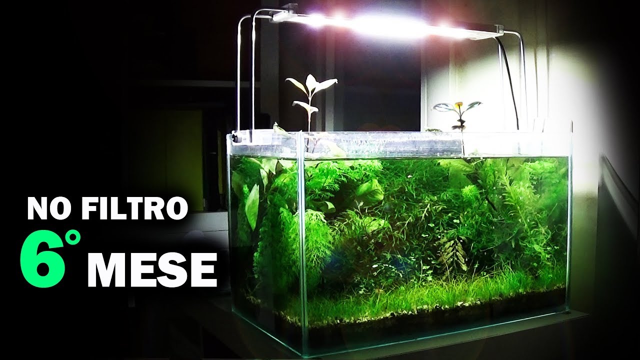 Acquario SENZA FILTRO (6 MESI Dopo) • La Vasca Aperta - YouTube