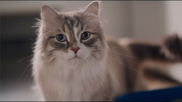 What Do Your Cat’s Litter Box Behaviors Mean? | Tidy Care