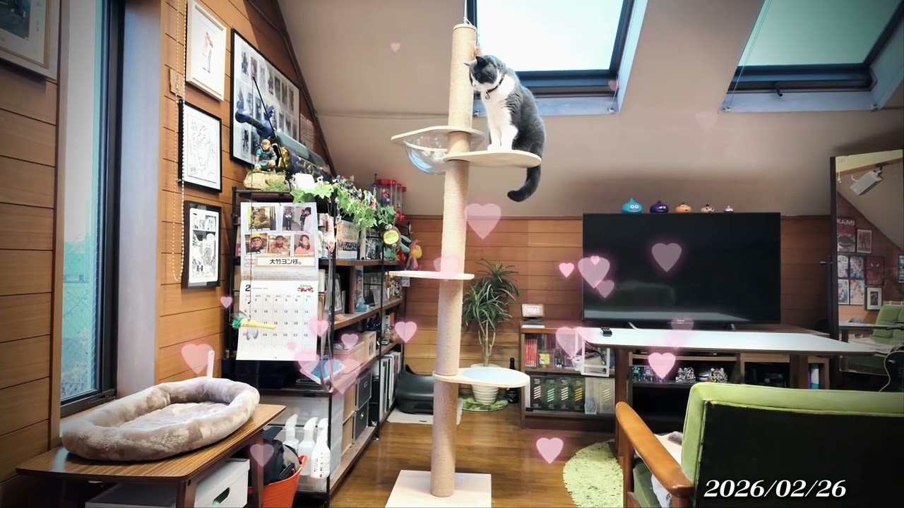 【ブイログ】Day.1929 更に高みを目指すテトラさん③【#ブリティッシュショートヘア #ハチワレ】