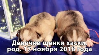 Предлагаем щенков хаски девочки серо-белые, родились 17 ноября 2018 года Предлагаем щенков хаски девочки серо-белые, родились 17 ноября 2018 года