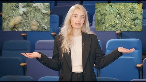 Stony reefs of Belgium: a hidden oasis under a threat