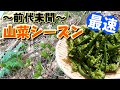 【山菜】１０年ぶり！あの王様級の山菜が過去最速で採れました！