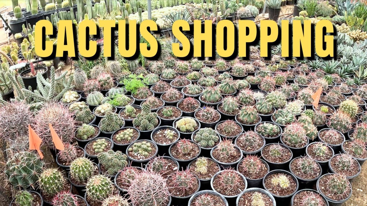 Покупка кактусов в магазине Arizona Cactus Growers 🌵 (Сюрпрайз, Аризона)
