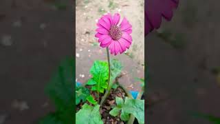 Download Lagu #flowerblooming #nature #beatifulnature #plantflowering #flowers #asmr #satisfying #music #garden MP3