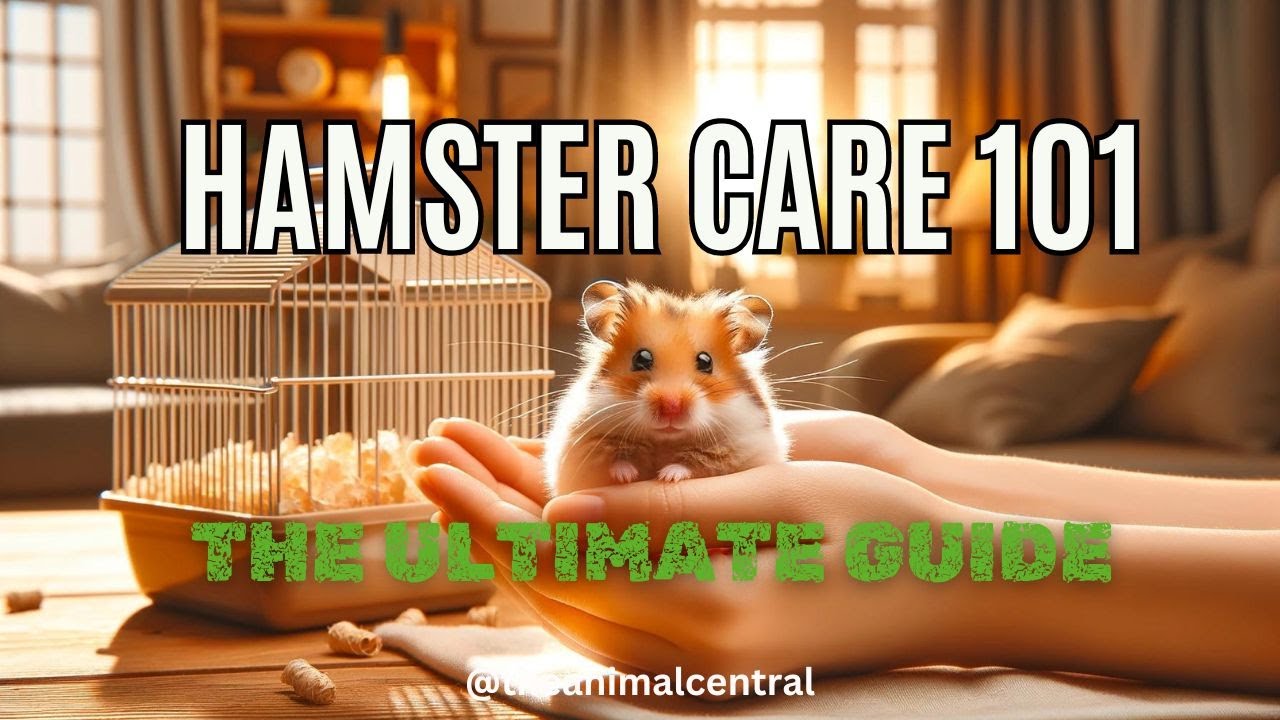 Hamster Care 101 A Beginner's Guide 2024 - YouTube