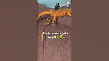 With in first 15 minutes we got her home. 🤮🤢💩😂 #pets #lizard #beardeddragon #poop #reptile #lol