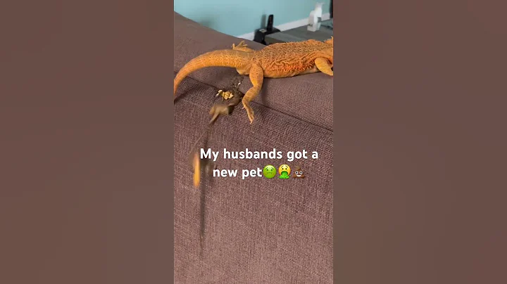 With in first 15 minutes we got her home. 🤮🤢💩😂 #pets #lizard #beardeddragon #poop #reptile #lol
