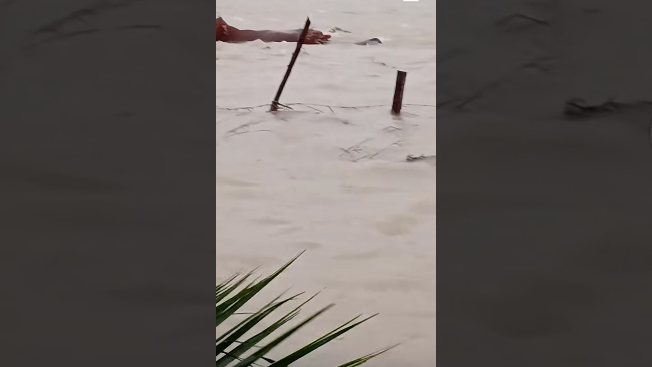 Cows battling the hurricane waters in Jamaica 