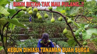 BIKIN BETAH TAK MAU PULANG..!! KEBUN DIHIASI TANAMAN BUAH SURGA