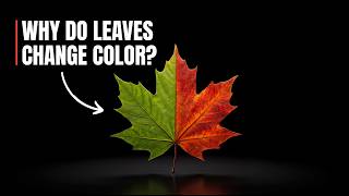Why Leaves Change Color  (the Tree Is Actually Eating Itself)