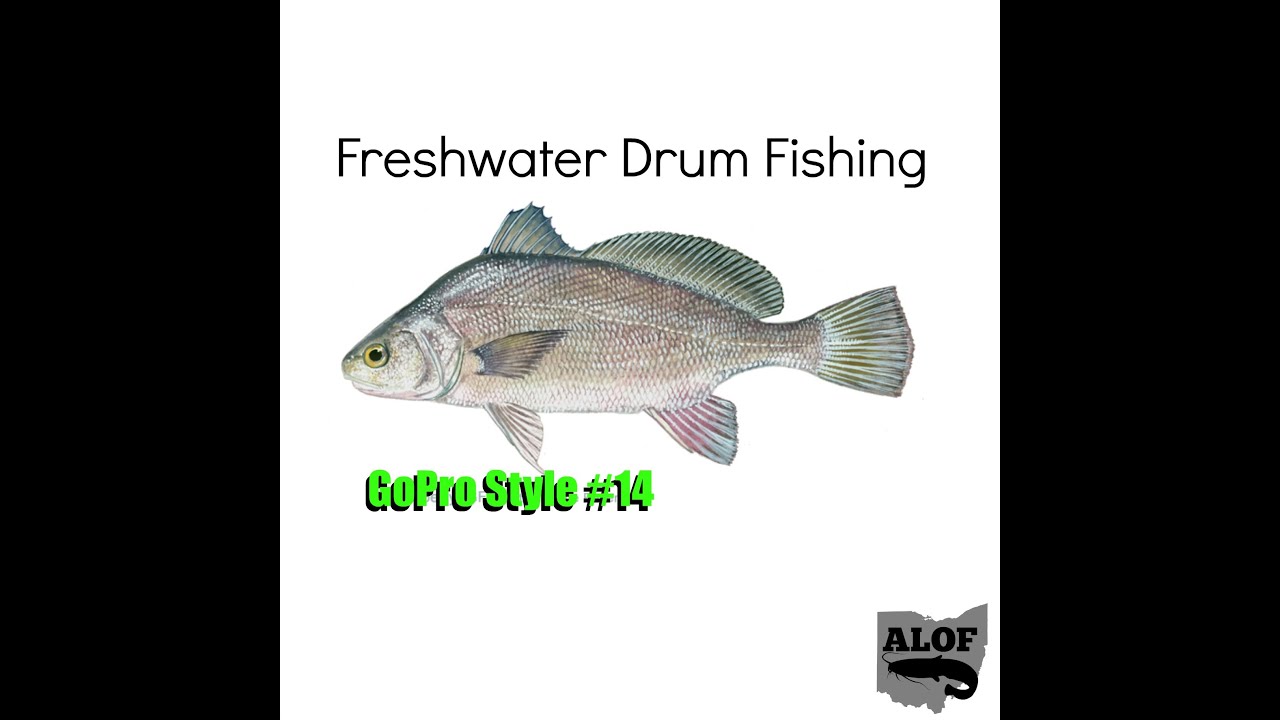 Freshwater Drum Fishing YouTube