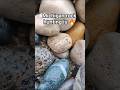 Lake Michigan Fossils never disappoint!