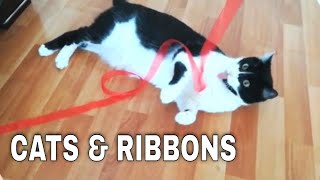 Download Lagu Cats vs ribbon. Gatos vs cinta. Katy \u0026 Alaksa MP3