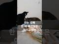 자는 오빠 한 대 패고 싶은 아기 고양이
