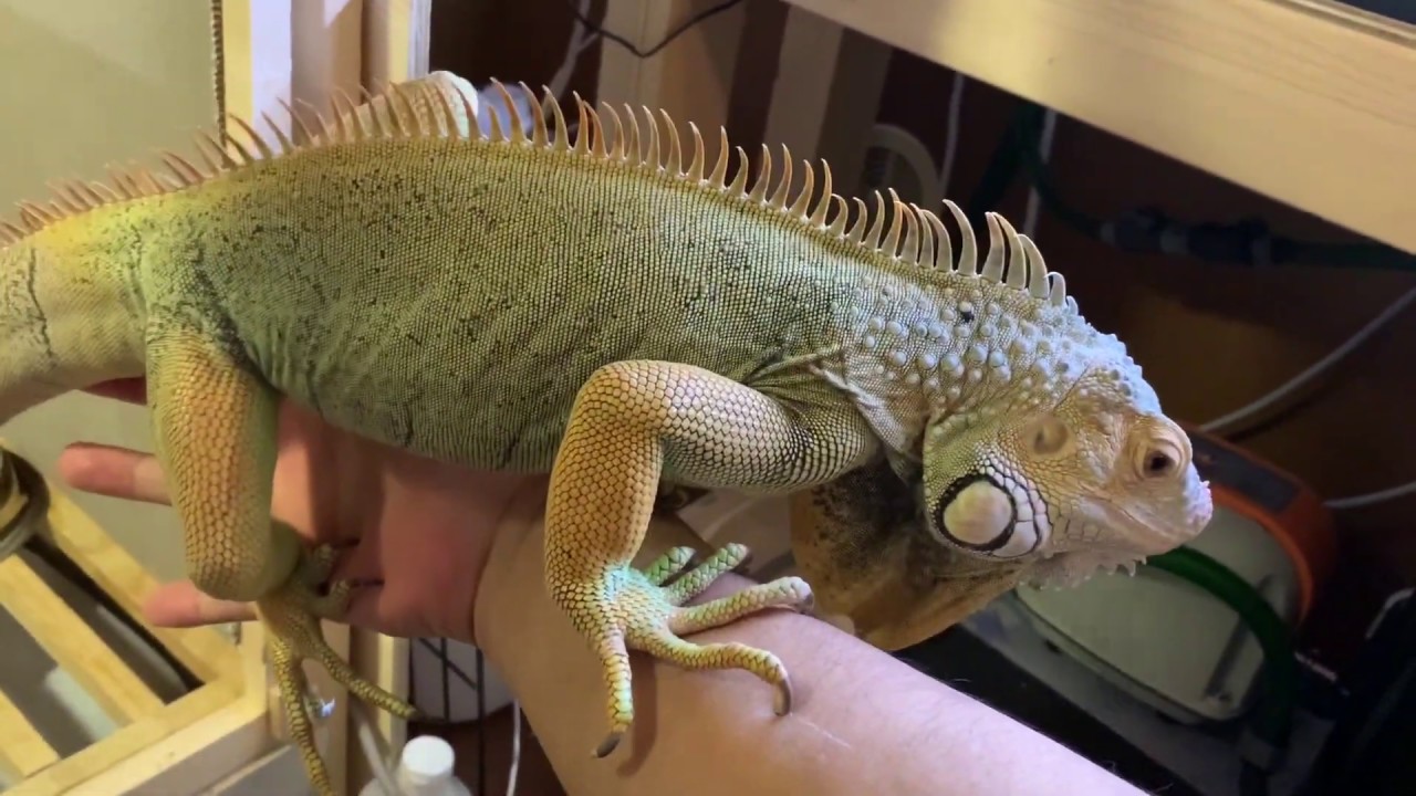 Green iguana リクエストありがとう！ - YouTube
