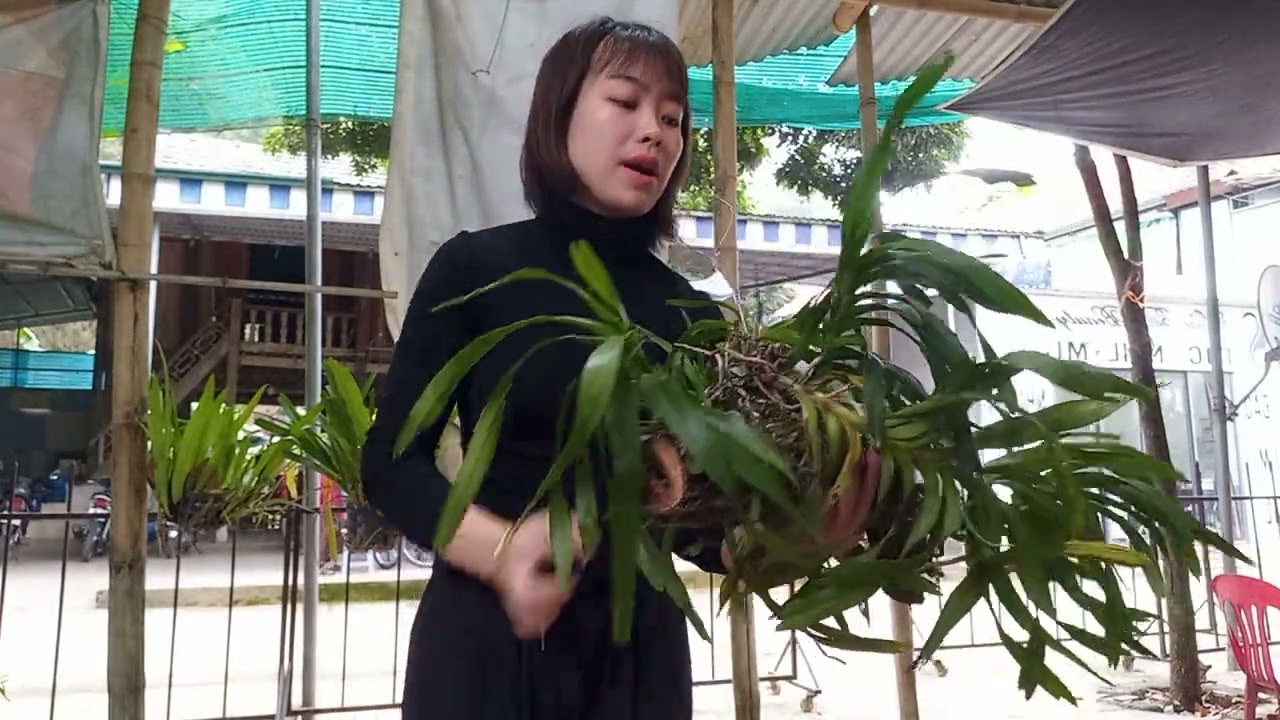 15/1 CÔ GIÁO VÙNG CAO BÁN LAN RỪNG GIÁ RẺ  0364773794 @ PHONG LAN RỪNG HÒA BÌNH 