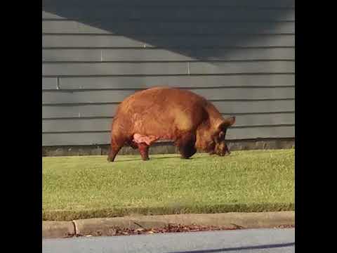 Massive hog in Phenix City, Alabama