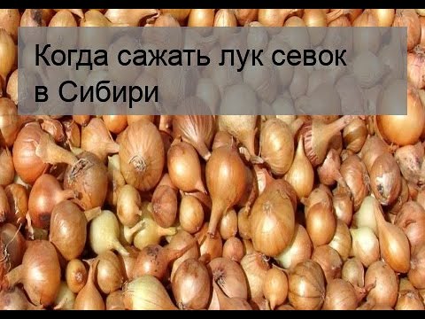 Когда сажать лук севок в Сибири