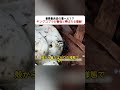 世界最大級の毒ヘビ！？ キングコブラが最強と呼ばれる理由！ #キングコブラ #毒ヘビ #爬虫類 #野生動物 #自然