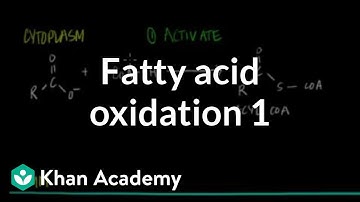Fatty Acid Oxidation - Part I