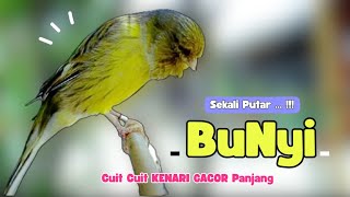 Kenari GACOR !!! Suara PANCINGAN KENARI PAUD Belajar BUNYI Ngeriwik - MASTERAN Kenari PAUD