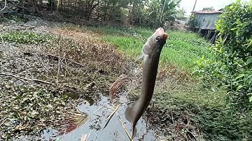 Câu cá rô đồng, thác lác. đang chạy xe thấy đoạn kênh lục bình chết chạy xuống câu không ngờ trúng.