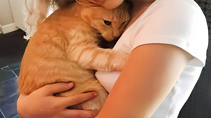 Cute Cats Have The Most Special Relationship With Their Owner BFFs - Cute Cat Moments - DayDayNews