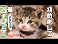 【保護猫】子猫が新しく家族になりました！