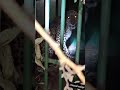 # leopard 🐆 rescue near City #humaconflict