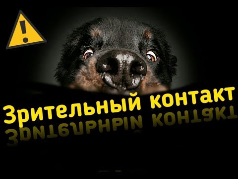 АЗА ТРЕНИНГІ щенкамен көз контактісі. Ылғал мұрын