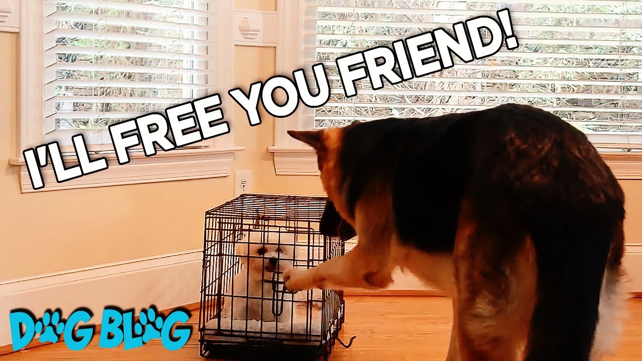 Smart Dog Helps His Friend Escape From Crate So They Can Play 