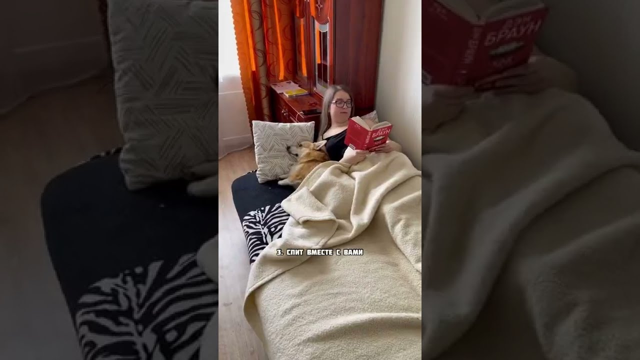 как отучить собаку обниматься