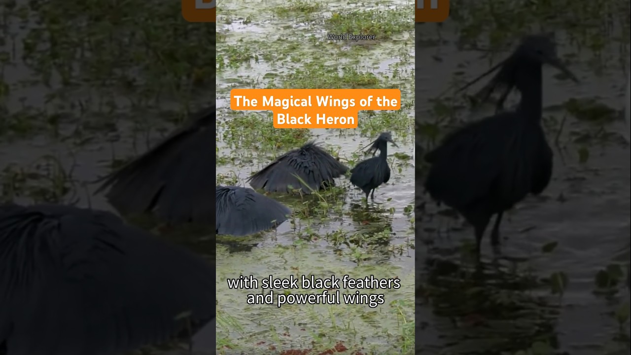 Black Heron, The Umbrella Bird of Africa 
