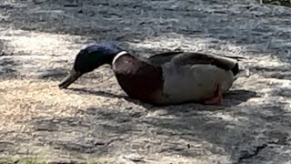 Walmart Great Value Wild Bird Food also for duck 🦆 Donald Duck approved 👍 #walmart #ponds