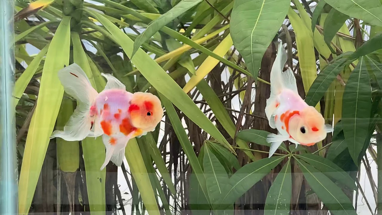 3223 male/female 2 pack Sakura orandas YouTube