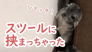 【チンチラ】重たいスツールを一生懸命に引っ張りその先へ進もうとするココア