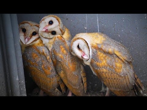 funny-owls-🦉😂-funny-and-cute-owls-(part-2)-[funny-pets]