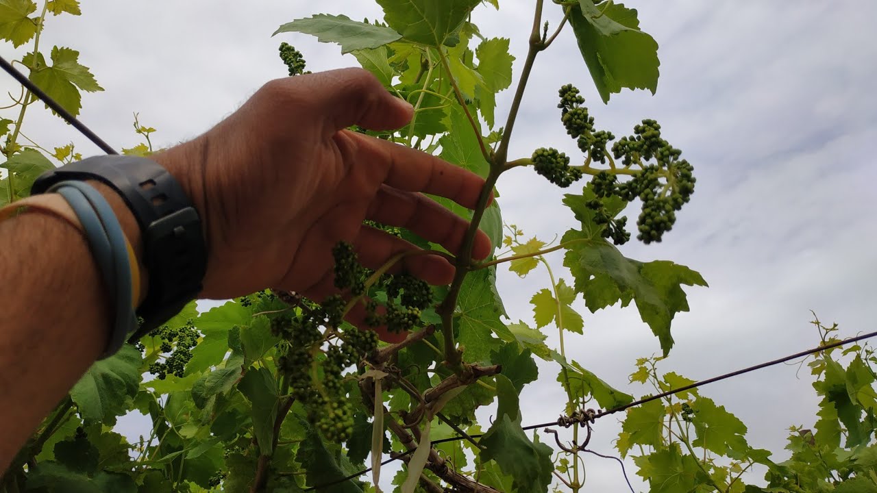 كيفيه توريق المرحلة الأولى عنب ارلي سويت واستطالة الثمار 25سم