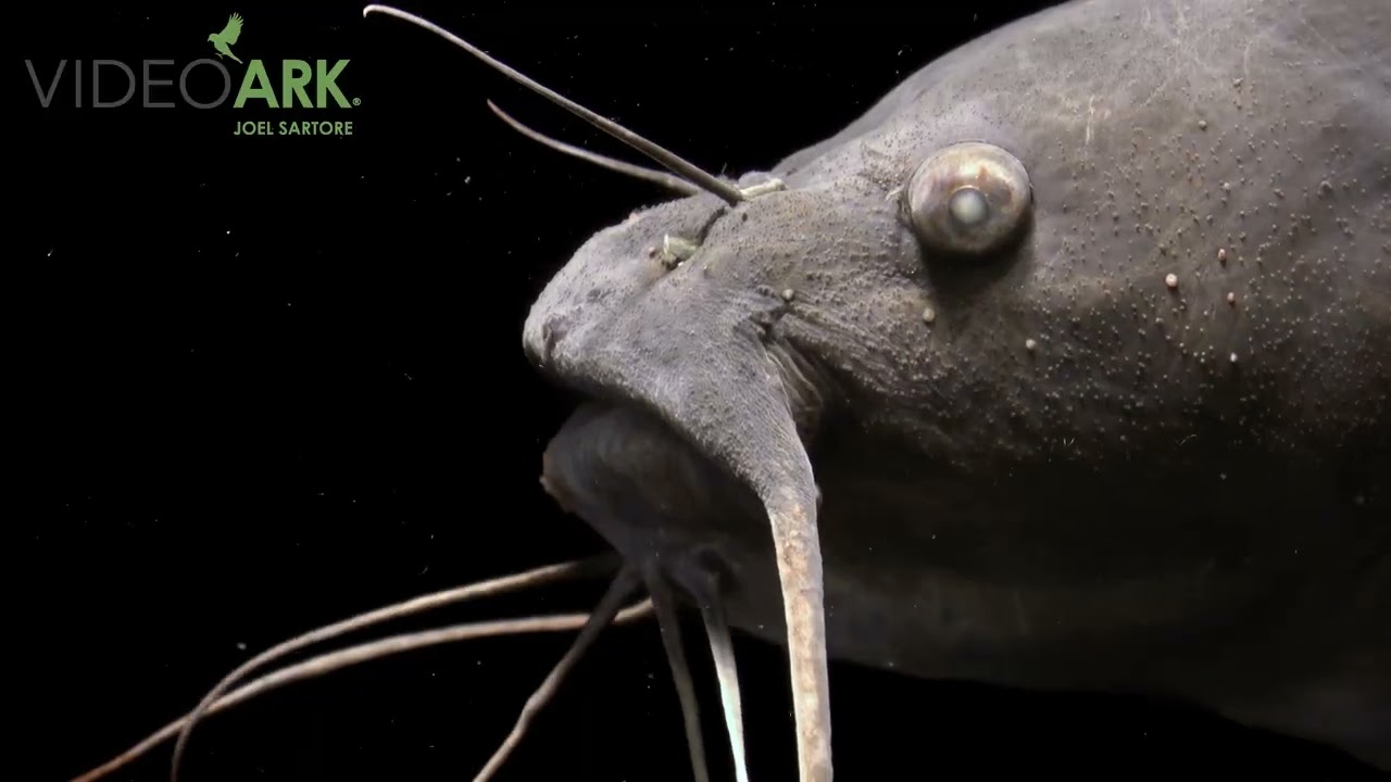 A Yaqui catfish (Ictalurus pricei) at the Arizona Sonora Desert Museum in Tucson, AZ.
