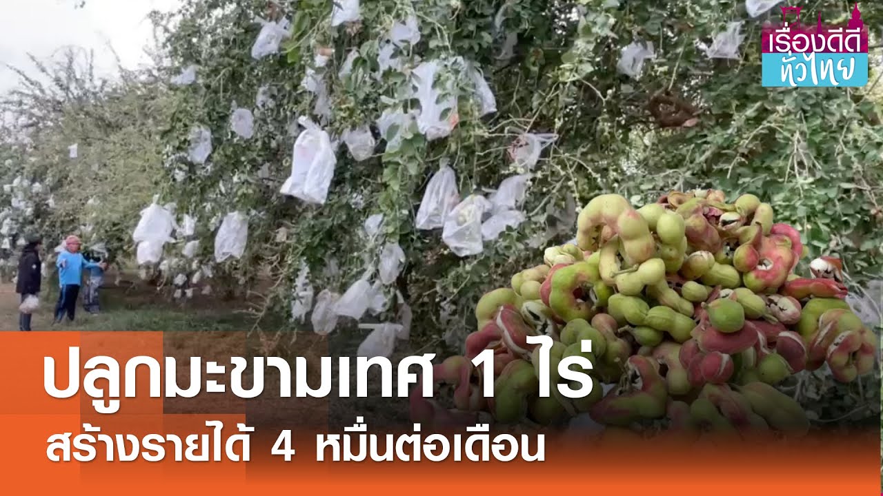 ปลูกมะขามเทศ 1ไร่ทำเงินหมื่นต่อเดือน I เรื่องดีดีทั่วไทย 27-02-25