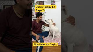 Dusra Puppy Le Aaye Kya? #trending #dog #ellie #viral #indianbully #desidog
